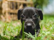 Gabinete da Causa Animal orienta donos de pets sobre vermifugação