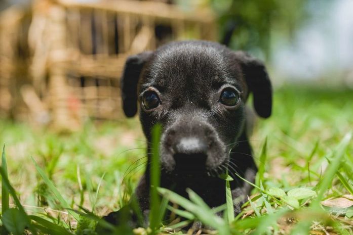 Gabinete da Causa Animal orienta donos de pets sobre vermifugação