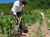 Garantia-Safra autoriza pagamento para agricultores familiares de Alagoas