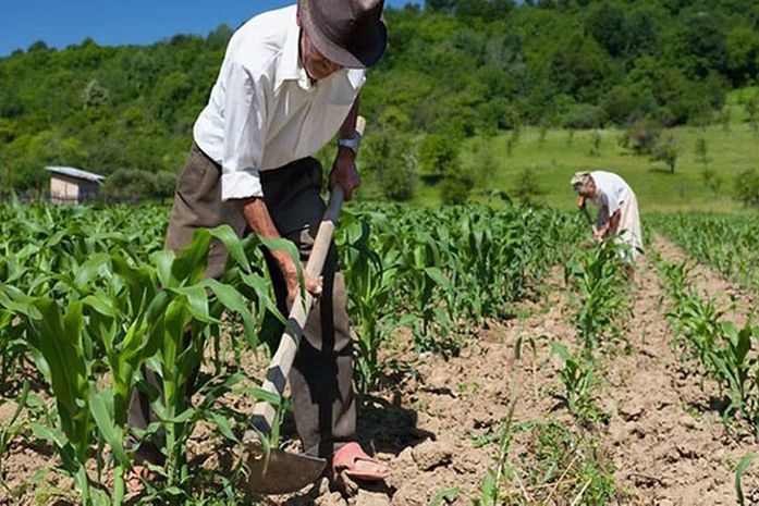 Garantia-Safra autoriza pagamento para agricultores familiares de Alagoas