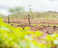 Programa Irriga Alagoas tem potencial de aumentar área irrigada em mais de 320 hectares no estado