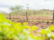 Programa Irriga Alagoas tem potencial de aumentar área irrigada em mais de 320 hectares no estado