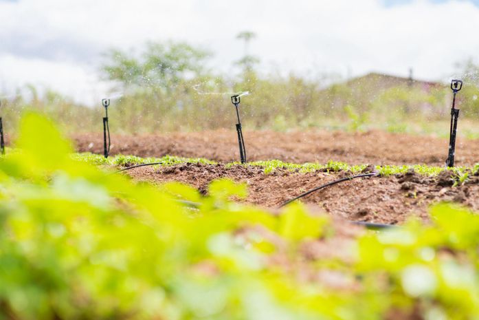 Programa Irriga Alagoas tem potencial de aumentar área irrigada em mais de 320 hectares no estado