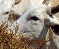 União Europeia veta compra de carne brasileira a partir de setembro