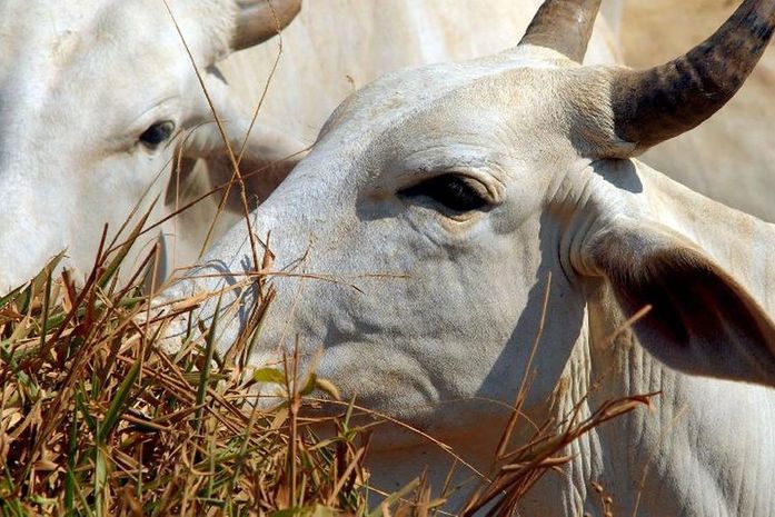 União Europeia veta compra de carne brasileira a partir de setembro