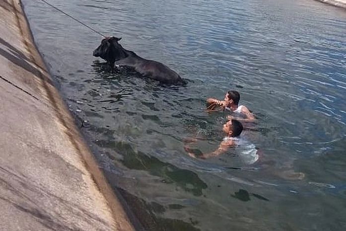 Bombeiros resgatam vaca que caiu no Canal do Sertão em Delmiro Gouveia