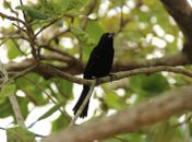  IMA e Ibama realizam soltura monitorada de 115 animais silvestres