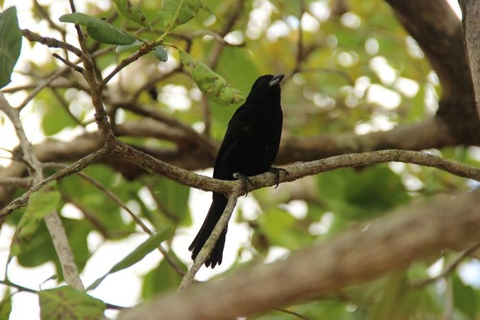 IMA e Ibama realizam soltura monitorada de 115 animais silvestres