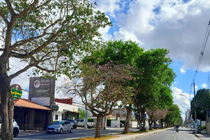 Avenida Ceci Cunha tem 24 espécies diferentes de flores