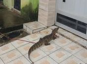 Vídeo: Jacaré aparece em rua da Chã da Jaqueira e deixa populares surpresos