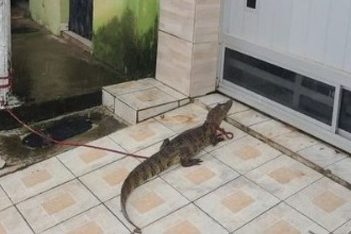 Vídeo: Jacaré aparece em rua da Chã da Jaqueira e deixa populares surpresos