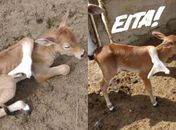 Bezerro nasce com cinco patas em fazenda em Flexeiras.