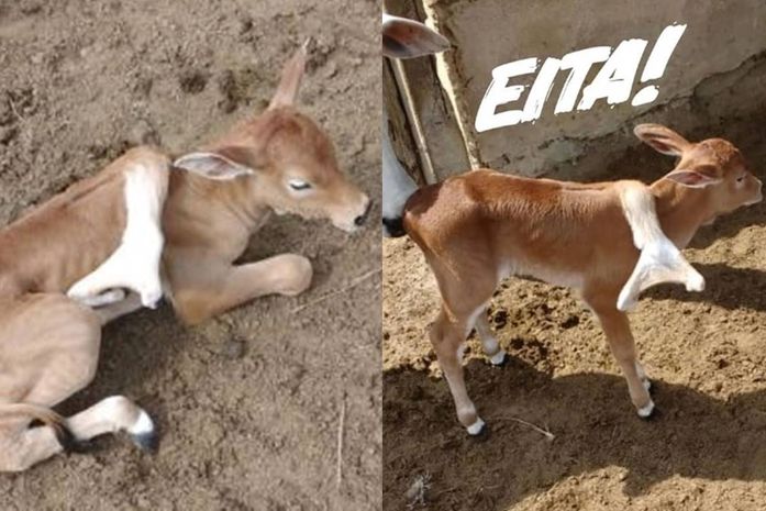 Bezerro nasce com cinco patas em fazenda em Flexeiras.