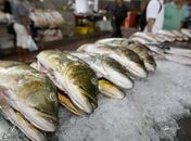 Vai comprar o pescado para semana santa? Confira os preços dos produtos divulgados pelo Procon 