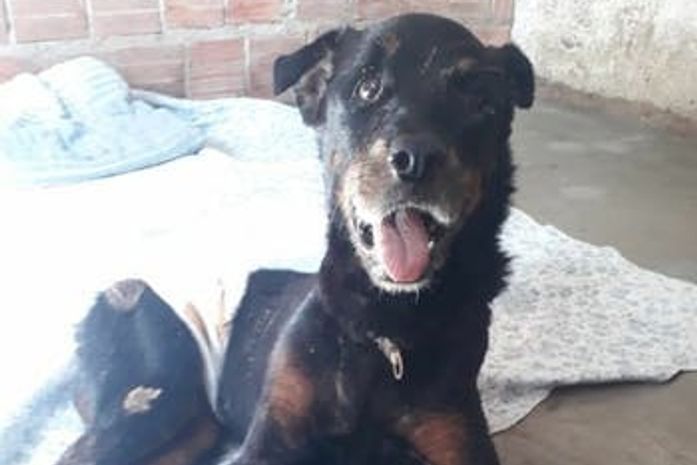 "Dogão" está sob os cuidados do Projeto Acolher.