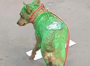 "Até o cachorro": Prefeito de Messias gera indignação com cão pintado em evento