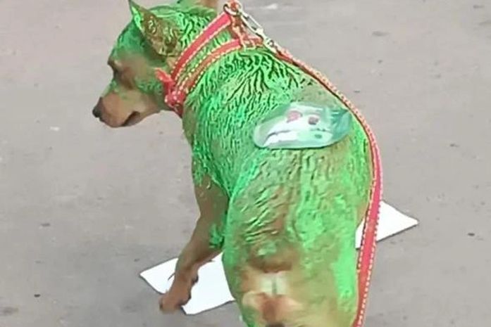 "Até o cachorro": Prefeito de Messias gera indignação com cão pintado em evento