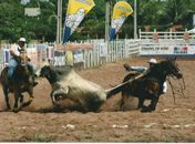Emenda Constitucional que libera prática da vaquejada é promulgada