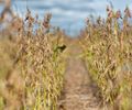 El Niño em AL: Entenda por que o fenômeno ameaça encarecer o feijão, a carne e o ovo