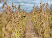 El Niño em AL: Entenda por que o fenômeno ameaça encarecer o feijão, a carne e o ovo