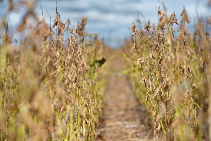 El Niño em AL: Entenda por que o fenômeno ameaça encarecer o feijão, a carne e o ovo