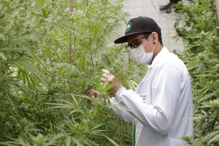 Uso da cannabis divide opiniões