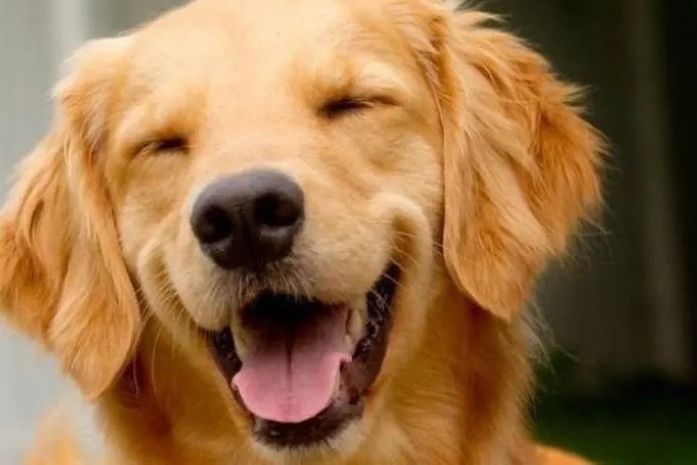 Ministério e ANAC vão investigar morte de cachorro em voo da Gol