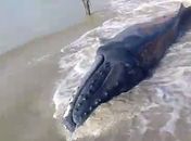 Vídeo: Filhote de baleia-jubarte encalha em praia de Maragogi
