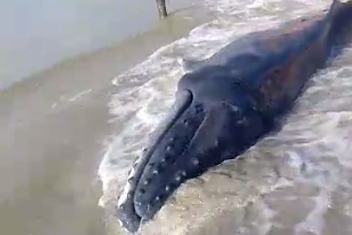 Vídeo: Filhote de baleia-jubarte encalha em praia de Maragogi