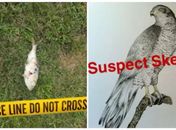 

Peixe cai do céu sobre transformador e causa apagão em cidade 