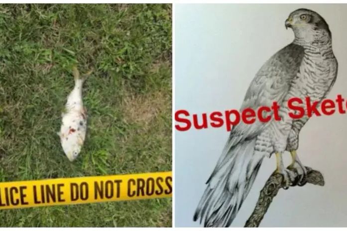 Peixe cai do céu sobre transformador e causa apagão em cidade