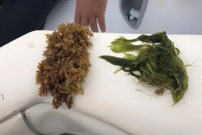 Algas foram retiradas do mar para análise