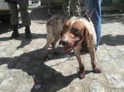 Cão faleceu dois depois de ser arrastado por seu dono