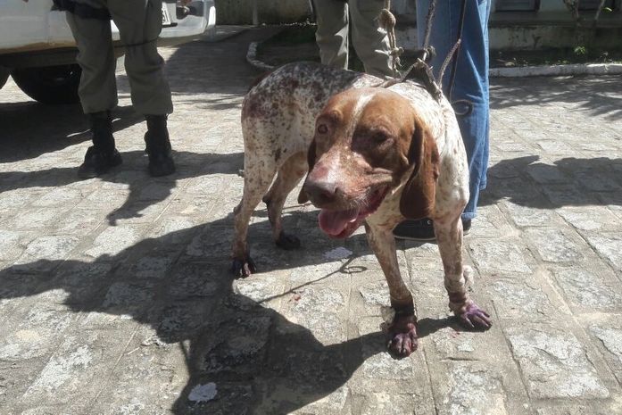 Cão faleceu dois depois de ser arrastado por seu dono