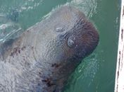 Turistas são flagrados molestando peixe-boi na praia de Pajuçara, em Maceió