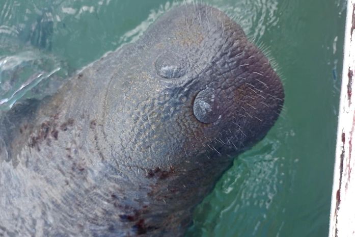 Turistas são flagrados molestando peixe-boi na praia de Pajuçara, em Maceió