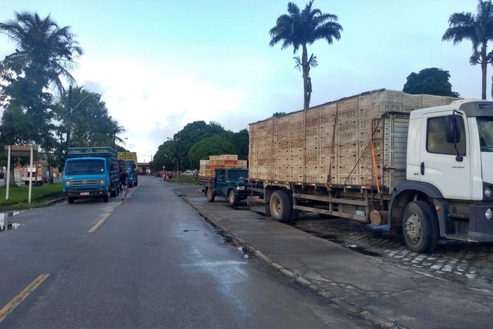 Fiscalização apreende caminhões e cerca de 9 mil frangos sem nota fiscal e inspeção sanitária, em AL