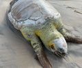 Tartaruga-cabeça é encontrada morta Praia do Sobral; segundo caso apenas em 2025


