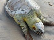 Tartaruga-cabeça é encontrada morta Praia do Sobral; segundo caso apenas em 2025



