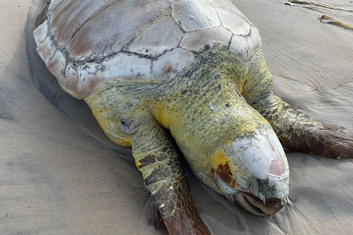 Tartaruga-cabeça é encontrada morta Praia do Sobral; segundo caso apenas em 2025