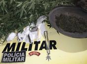 Polícia Militar localiza plantação de maconha após denúncia em Junqueiro