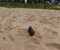 Pinguim é resgatado após encalhar em praia do Litoral Sul de Alagoas; veja as imagens