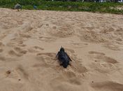 Pinguim é resgatado após encalhar em praia do Litoral Sul de Alagoas; veja as imagens