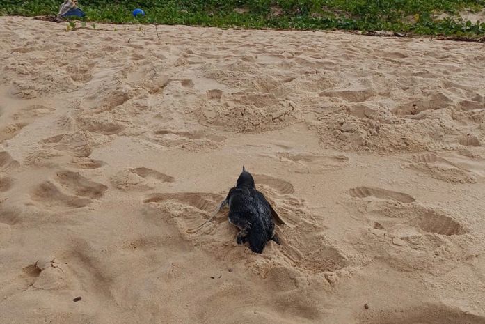 Pinguim é resgatado após encalhar em praia do Litoral Sul de Alagoas; veja as imagens