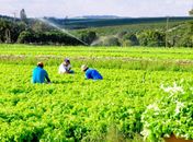Governo libera linhas de crédito emergenciais para agricultores