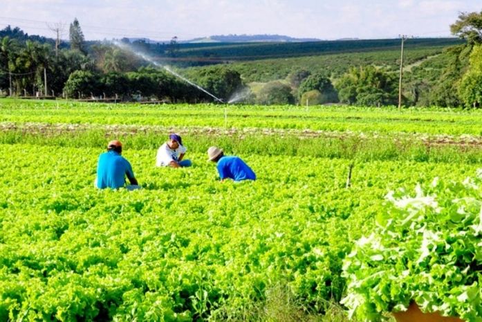 Governo libera linhas de crédito emergenciais para agricultores