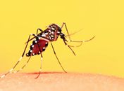 Aedes Aegypti 