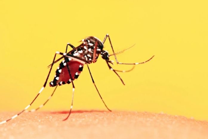 Aedes Aegypti 