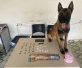  Homem é preso com drogas após tentativa de fuga em Arapiraca; cão farejador localiza entorpecentes em terreno baldio