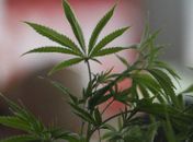 Cultivo da maconha pode colocar Brasil como grande exportador